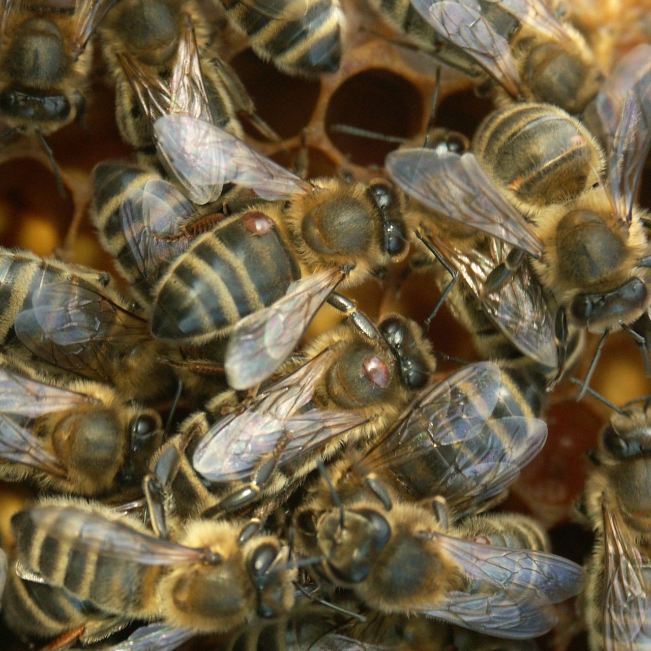 Bijen waarvan drie met varroamijten op de schouder (foto: Bram Cornelissen)