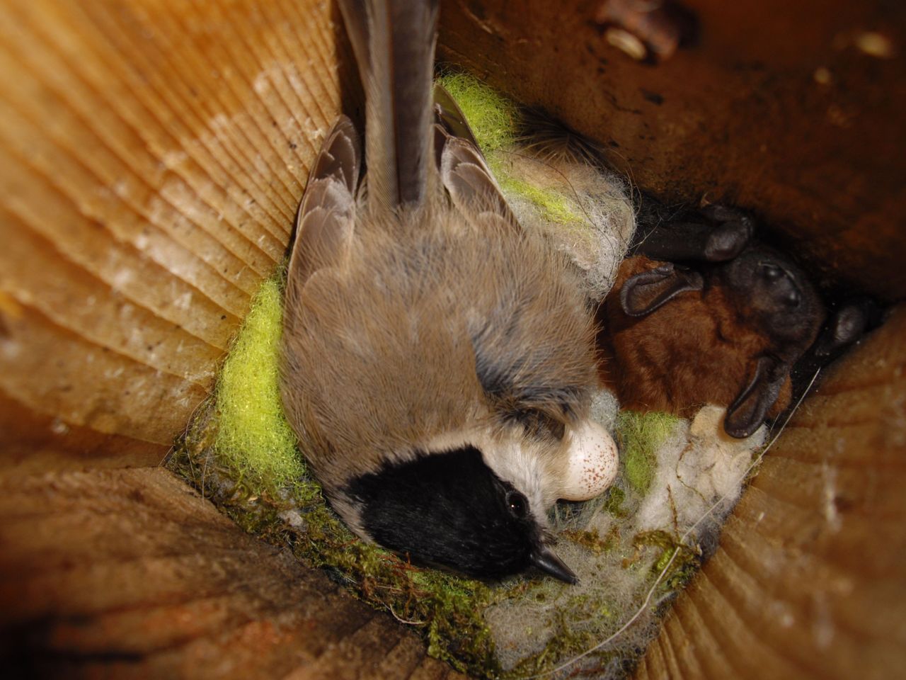 Glanskopmees op nest met rosse vleermuis (foto: Bertus van der Laan)