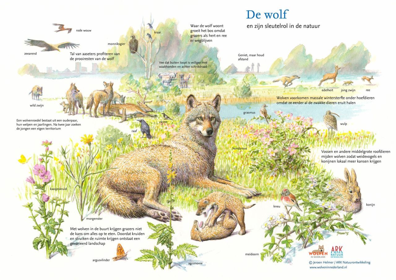 Sleutelrol van de wolf in de natuur (illustratie: Jeroen Helmer)