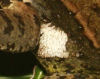 Close-up van eipakket paddenbromvlieg (foto: Annemarie van Diepenbeek)