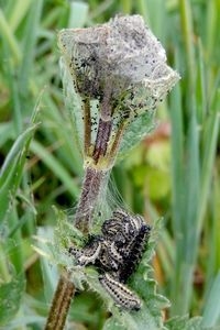 Jonge rupsjes zitten bijeen in een spinsel en verspreiden zich als ze groter worden (foto: Kars Veling)