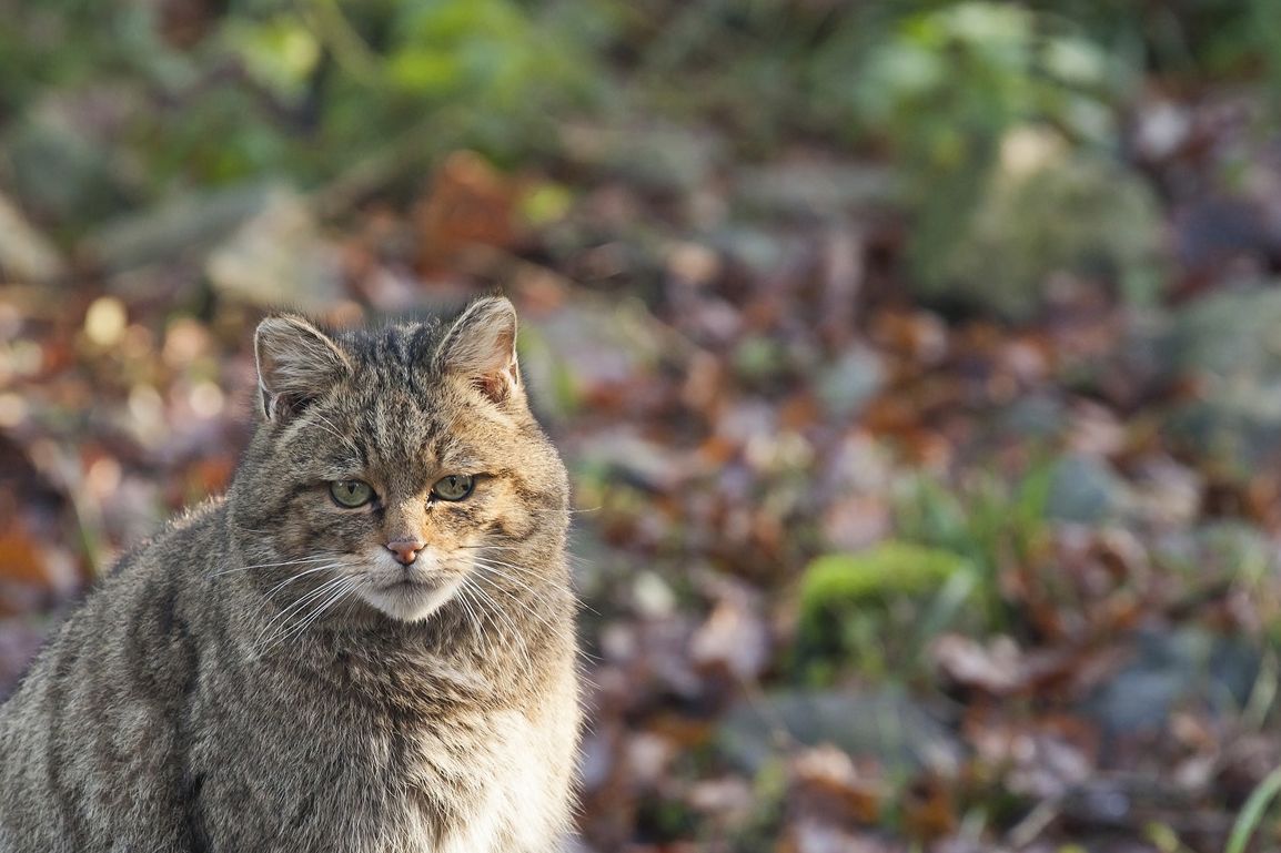 Wilde kat (foto: Bob Luijks Natuurportret)