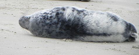 Jonge grijze zeehond met deels nog lange witte puppenharen (foto: Saskia Poelman)